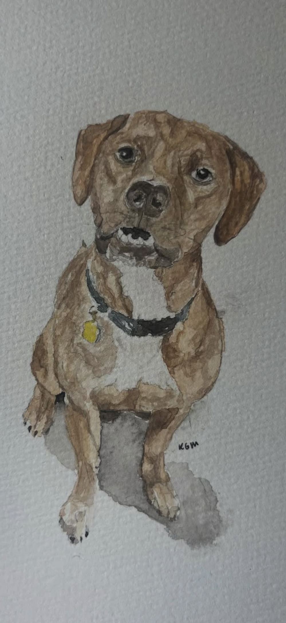 Pet Portrait