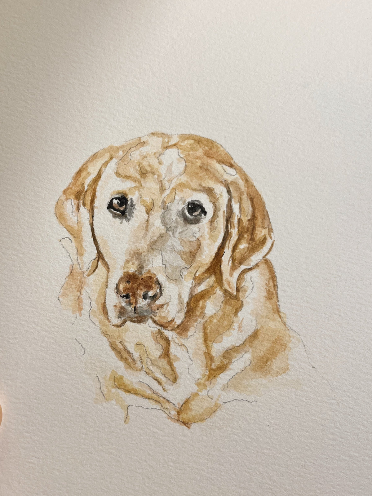 Pet Portrait